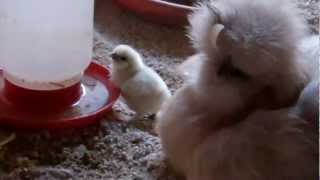 Baby Silkie Chick Drinking Water [upl. by Frannie]