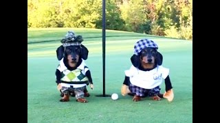 Crusoe the Dachshund Goes Golfing with His Brother Oakley [upl. by Weathers]