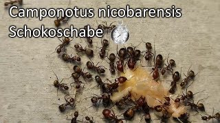 Camponotus nicobarensis Schokoschabe Zeitraffer [upl. by Wandy]