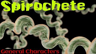 Spirochetes in hindi  Spirochetes microbiology in hindi [upl. by Mmada470]