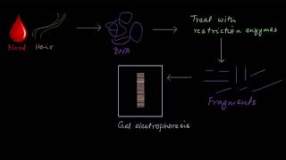 DNA fingerprinting  Molecular basis of inheritance  Biology  Khan Academy [upl. by Dixon]