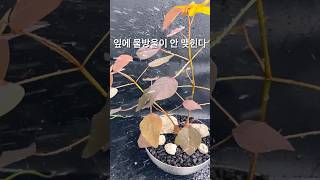 물방울 맺혀있는 뚜둥 실패 Euphorbia Cotinifolia  Caribbean Copper Plant [upl. by Dallas]