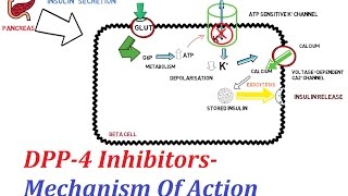 DPP4 Inhibitors  Mechanism Of Action [upl. by Garfinkel244]