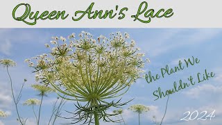 Queen Anns Lace the Plant We Shouldnt Like [upl. by Savannah387]