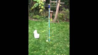 Swing ball for dogs [upl. by Zaslow706]