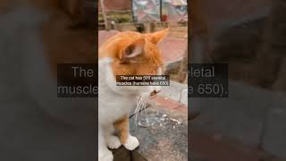 The cat has 500 skeletal muscles humans have 650 [upl. by Annotahs]