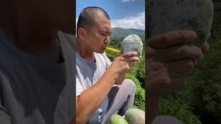 চিংকু ভাই আম খাচ্ছে 🥭🥭  Lots Of Ripe Mangoes 🥭🥭  Harvesting With Rural Farmer shorts [upl. by Zulema346]