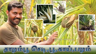 🌷 தாழம்பூ செடிகாய்பழம் எல்லாம் பார்துருகீங்களா இதோ உங்களுக்காக thalampoo plant Pandanus tectorius [upl. by Tarra]