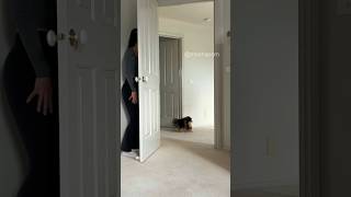 Playing hide and seek with my Pomeranian 🥰 dog [upl. by Maloney]