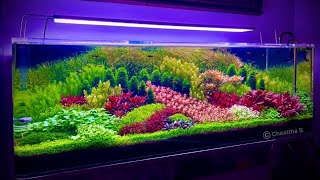 Most Beautiful Fish Tank Aquatic Masterpieces  Top 8 Amazing Aquarium [upl. by Dale]