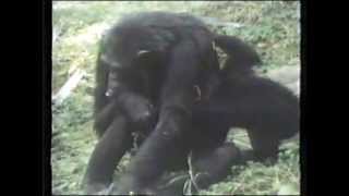 Chimp vs Baboon [upl. by Nrubloc]