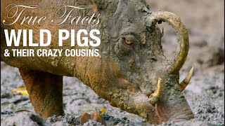 True Facts Wild Pigs [upl. by Florin]