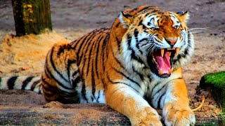 Siberian Tiger  Indochinese Tiger  Tiger Feline Wild Cat Fauna [upl. by Annagroeg]