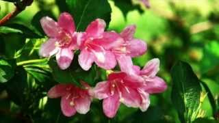 Weigela florida Growing Guide [upl. by Sivolc]