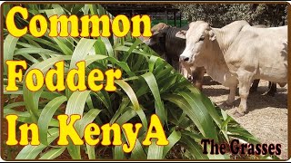 Common Livestock Fodder Sources In Kenya Pt 1  The Grasses [upl. by Tai]