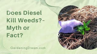 Does Diesel Kill Weeds – Myth or Fact [upl. by Deden2]