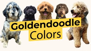 Goldendoodle Colors 🐶 Brown Apricot Red Cream Black Parti Sable Merle Grey Phantom Tan 🐶 [upl. by Lakim]