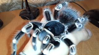 Acanthoscurria Geniculata handling Brazilian white knee tarantula HD [upl. by Comstock211]