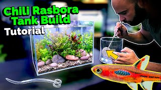 Building a Nano Jungle Planted Aquarium for Chili Rasbora [upl. by Arte]