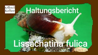 Haltungsbericht Lissachatina Fulica [upl. by Yelraf198]