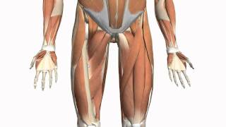 Muscles of the Thigh and Gluteal Region  Part 2  Anatomy Tutorial [upl. by Ailuy]