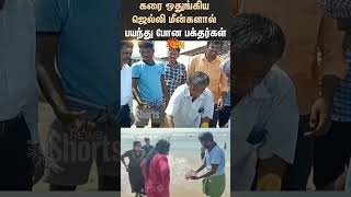 கரை ஒதுங்கிய ஜெல்லி மீன்களால் பயந்து போன பக்தர்கள்  Thiruchendur  Shorts  Sun News [upl. by Ettenuj776]