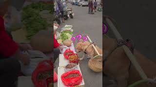 dog listens to the stall owner’s recommendation to buy persimmons狗狗聽攤主推薦買柿子 [upl. by Fredrika751]