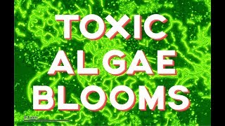 Toxic Algae Outbreaks How toxic are they [upl. by Tonye]