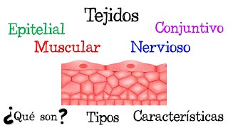 🍖 ¿Qué son los Tejidos 🍖 Tipos y Características Fácil y Rápido  FÍSICA [upl. by Mou96]