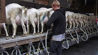 Milking amp Feeding Goats  Goat Farm in Holland [upl. by Nivle751]