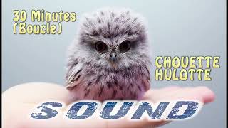 CHANT CHOUETTE HULOTTE Boucle Sound [upl. by Oirasan832]