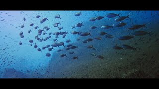 DIVING Similan Islands Liveaboard  Thailand [upl. by Eitirahc626]