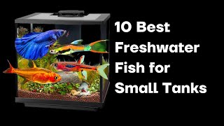 The 10 Best Freshwater Fish for Small Tanks [upl. by Osithe585]