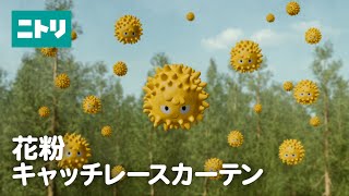 カーテンで花粉対策！【ニトリの花粉キャッチレースカーテン】 [upl. by Emerick]