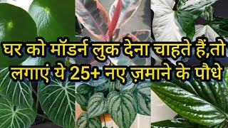 Best indoor plants for living room in India बिना धूप के चलने वाले पौधेHouse plantdecorative plant [upl. by Ainet]