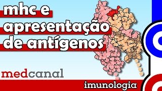 MHC e Apresentação de Antígenos  IMUNOLOGIA Vídeo 7 [upl. by Ahsilaf328]