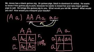 How to perform a testcross [upl. by Donela]