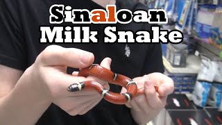 Sinaloan Milk Snake [upl. by Modie49]