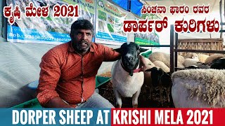 DORPER SHEEP from Sinchanaa Farms at Krishi Mela 2021 Bangalore Karnataka  Everything About Dorper [upl. by Yllet211]