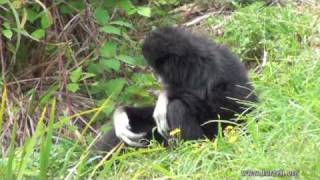 George the gibbon at Durrell [upl. by Yecniuq]