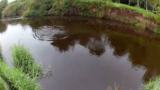 Dollaghan Lough Neagh Trout on a rising river [upl. by Dene]