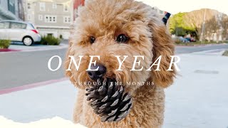 One year with our mini goldendoodle  Through the Months  f1b mini goldendoodle [upl. by Shelba]