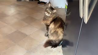 Big Maine Coon Cat Talking To Owner [upl. by Mountford424]