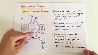 FİZYOLOJİ7KONUAktif Taşıma [upl. by Nylasor]