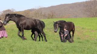 Lykens Valley Percheron Farms 2013 Colts [upl. by Onaicilef294]