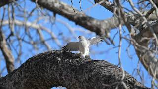 Birding in the Kruger National Park [upl. by Petit]