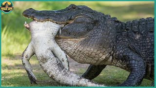 Fatal Moments When Crocodiles And Alligators Eat Their Own Kind [upl. by Attenauqa]