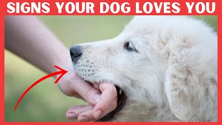 7 Secret Signs Your Dog Loves You But You Dont know [upl. by Kohsa675]