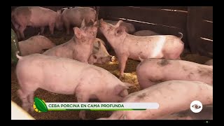 Ceba porcina en cama profunda sistema para mejorar la productividad y rentabilidad La Finca de Hoy [upl. by Akiret]