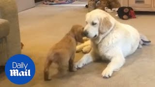 Adorable dog cant contain excitement when meeting new puppy [upl. by Leugim]